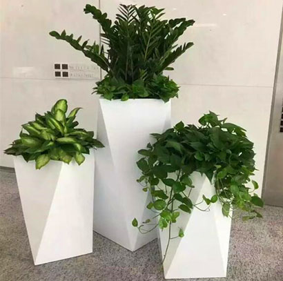 东莞绿植租摆 龙须树 红掌变叶木